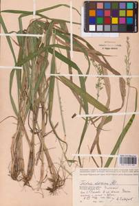 Festuca altissima All., Eastern Europe, Western region (E3) (Russia)