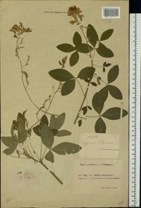 Laburnum anagyroides Medik., Eastern Europe, Rostov Oblast (E12a) (Russia)