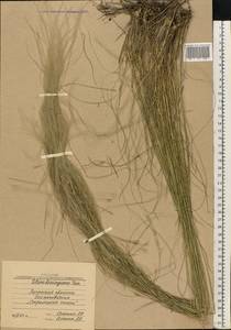 Stipa lessingiana Trin. & Rupr., Eastern Europe, North Ukrainian region (E11) (Ukraine)
