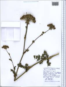 Silphiodaucus hispidus (M. Bieb.) Spalik, Wojew., Banasiak, Piwczyñski & Reduron, Caucasus, Krasnodar Krai & Adygea (K1a) (Russia)