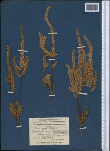 Psylliostachys spicatus (Willd.) Nevski, Middle Asia, Karakum (M6) (Turkmenistan)