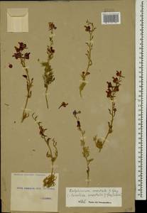 Delphinium ajacis L., Caucasus, Georgia (K4) (Georgia)