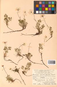 Geum selinifolium (Fisch. ex F. Schmidt) Hultén, Siberia, Chukotka & Kamchatka (S7) (Russia)