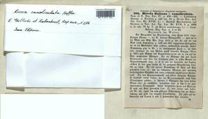 Riccia canaliculata Hoffm., Bryophytes, Bryophytes - Western Europe (BEu) (Germany)