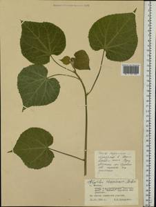 Abutilon theophrasti Medik., Eastern Europe, Moscow region (E4a) (Russia)