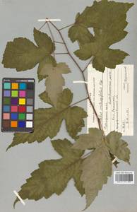 Rubus crataegifolius Bunge, Siberia, Russian Far East (S6) (Russia)