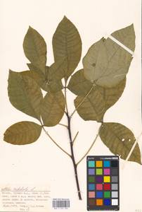 Ptelea trifoliata L., Eastern Europe, Moscow region (E4a) (Russia)