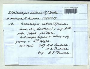 Ricciocarpos natans (L.) Corda, Bryophytes, Bryophytes - Moscow City & Moscow Oblast (B6a) (Russia)