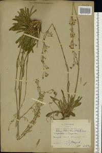 Silene chlorantha (Willd.) Ehrh., Eastern Europe, Rostov Oblast (E12a) (Russia)