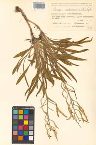 Parrya nudicaulis (L.) Regel, Siberia, Chukotka & Kamchatka (S7) (Russia)