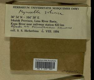 Myurella sibirica (Müll. Hal.) Reimers, Bryophytes, Bryophytes - Baikal & Transbaikal regions (B18) (Russia)