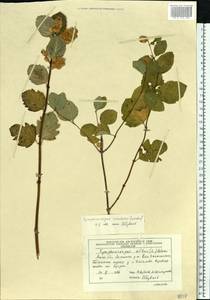 Symphoricarpos albus (L.) C. Koch, Eastern Europe, Moscow region (E4a) (Russia)