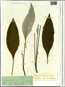 Saussurea amurensis Turcz. ex DC., Siberia, Russian Far East (S6) (Russia)