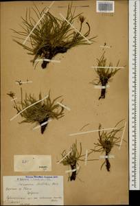 Gelasia seidlitzii (Boiss.) Zaika, Sukhor. & N. Kilian, Caucasus, Armenia (K5) (Armenia)