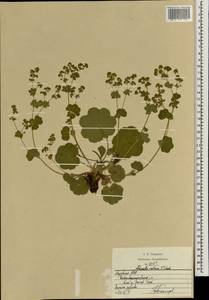 Alchemilla ventiana V. N. Tikhom., Eastern Europe, Middle Volga region (E8) (Russia)