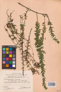 Genista germanica L., Eastern Europe, West Ukrainian region (E13) (Ukraine)