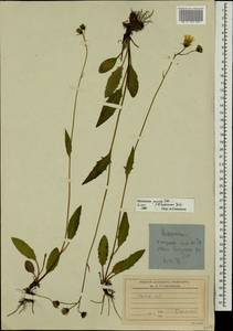 Hieracium lachenalii subsp. deductum (Sudre) Greuter, Eastern Europe, North-Western region (E2) (Russia)