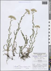 Achillea setacea Waldst. & Kit., Eastern Europe, Lower Volga region (E9) (Russia)