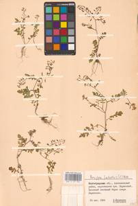 Rorippa palustris (L.) Besser, Eastern Europe, Lower Volga region (E9) (Russia)