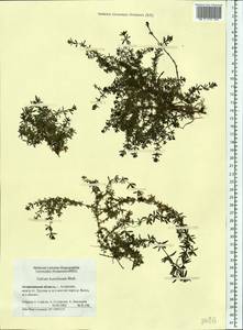 Galium humifusum M.Bieb., Eastern Europe, Lower Volga region (E9) (Russia)