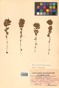 Rhodiola rosea L., Siberia, Russian Far East (S6) (Russia)