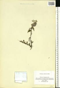 Echinops ritro subsp. ruthenicus (M. Bieb.) Nyman, Eastern Europe, Middle Volga region (E8) (Russia)
