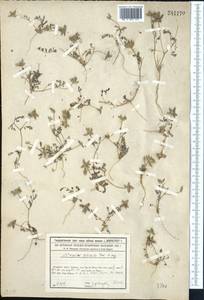 Astragalus filicaulis Kar. & Kir., Middle Asia, Syr-Darian deserts & Kyzylkum (M7) (Kazakhstan)