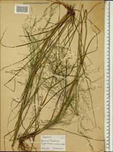 Eragrostis, Africa (AFR) (Ethiopia)