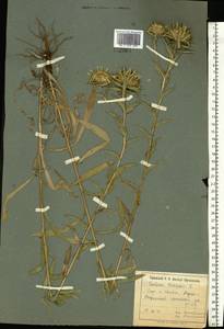 Carlina vulgaris L., Eastern Europe, North Ukrainian region (E11) (Ukraine)