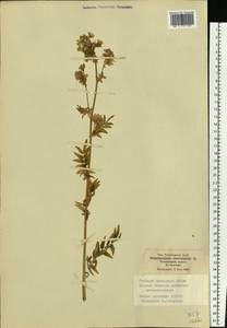 Polemonium caeruleum L., Eastern Europe, Moscow region (E4a) (Russia)