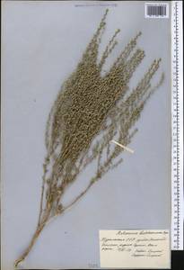 Seriphidium balchanorum (Krasch.) Poljak., Middle Asia, Kopet Dag, Badkhyz, Small & Great Balkhan (M1) (Turkmenistan)