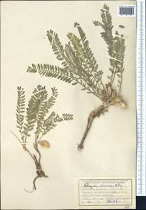 Astragalus atrovinosus Popov ex Baranov, Middle Asia, Western Tian Shan & Karatau (M3) (Uzbekistan)