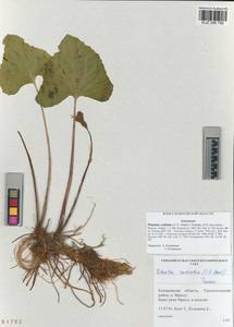 Petasites radiatus (J. F. Gmel.) J. Toman, Siberia, Altai & Sayany Mountains (S2) (Russia)