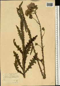 Cirsium palustre (L.) Scop., Eastern Europe, Central forest-and-steppe region (E6) (Russia)