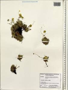 Potentilla uniflora Ledeb., Siberia, Chukotka & Kamchatka (S7) (Russia)