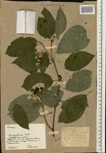 Cornus, Eastern Europe, Moldova (E13a) (Moldova)