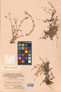 Cerastium alpinum L., Eastern Europe, Northern region (E1) (Russia)