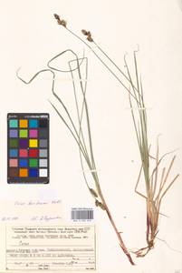 Carex adelostoma V.I.Krecz., Eastern Europe, Northern region (E1) (Russia)