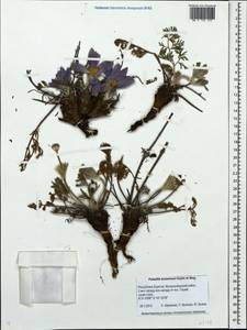 Pulsatilla turczaninovii Krylov & Serg., Siberia, Baikal & Transbaikal region (S4) (Russia)