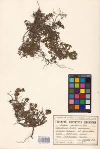 MHA 0 157 394, Thymus talijevii subsp. paucifolius (Klokov) P.A.Schmidt, Eastern Europe, Eastern region (E10) (Russia)