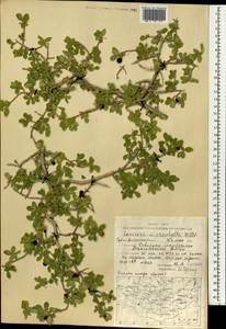 Lonicera microphylla Willd. ex Roem. & Schult., Mongolia (MONG) (Mongolia)