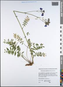 Polemonium caeruleum subsp. laxiflorum (Regel) Koji Ito, Siberia, Yakutia (S5) (Russia)