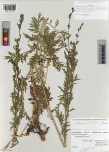 Artemisia latifolia Ledeb., Siberia, Altai & Sayany Mountains (S2) (Russia)