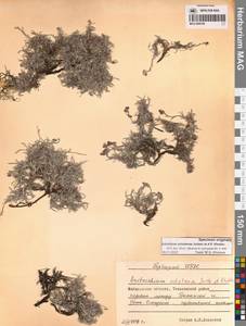 Eritrichium ochotense Yurtseva & Khokhr., Siberia, Chukotka & Kamchatka (S7) (Russia)