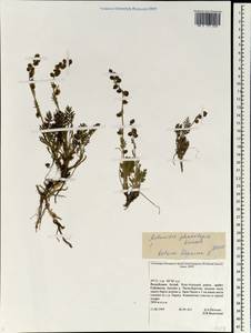 Artemisia phaeolepis Krasch., Siberia, Altai & Sayany Mountains (S2) (Russia)