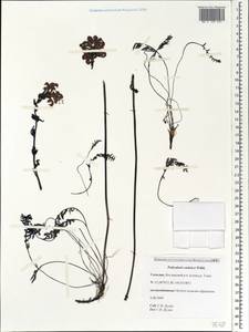 Pedicularis sudetica, Siberia, Russian Far East (S6) (Russia)