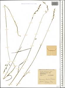 Lolium pratense (Huds.) Darbysh., Caucasus, Stavropol Krai, Karachay-Cherkessia & Kabardino-Balkaria (K1b) (Russia)