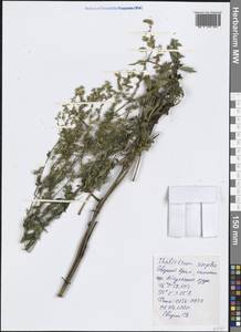 Thalictrum simplex L., Crimea (KRYM) (Russia)