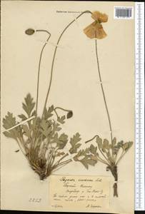 Papaver croceum Ledeb., Middle Asia, Northern & Central Tian Shan (M4) (Kyrgyzstan)