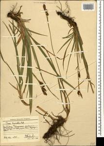 Carex brevicollis DC., Caucasus, Stavropol Krai, Karachay-Cherkessia & Kabardino-Balkaria (K1b) (Russia)